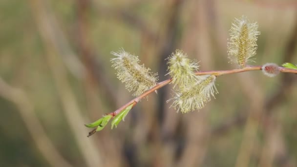 Flowers willow on a background of tree branches — Stock Video