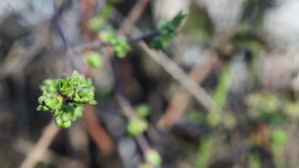 Unga blad i ett körsbär på en bakgrund av mark i defocus — Stockvideo