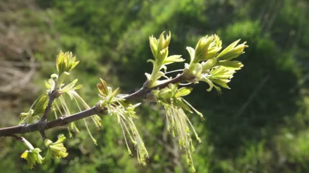 Rama de un árbol joven con hojas colgantes — Vídeo de stock