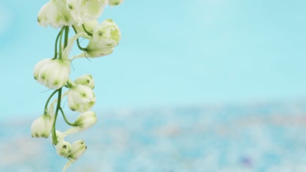 Fleur blanche décorative sur fond de piscine 