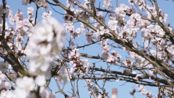 Gałąź kwitnąca moreli drzewa na tle innego — Wideo stockowe