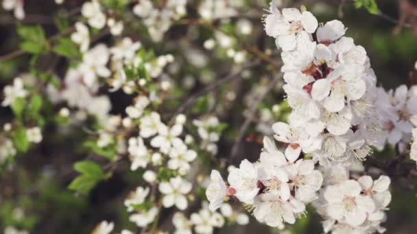 Гілка з вишневими квітами на фоні маленької вишні — стокове відео