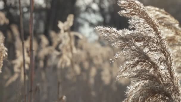 Old cane backlit — Stock Video