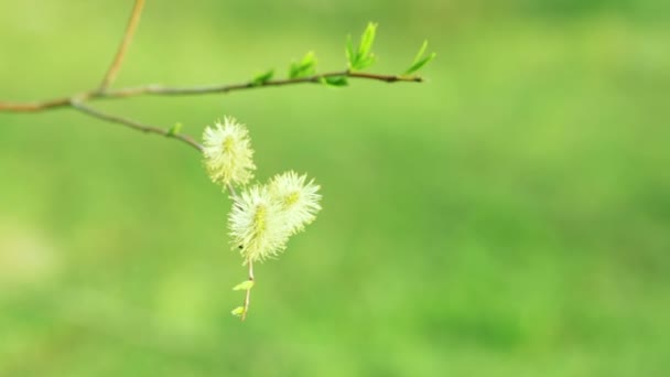 针对在明亮的绿草盛开柳树 — 图库视频影像