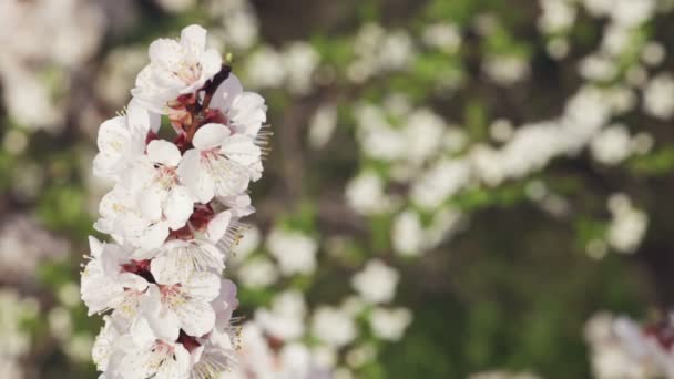 Rama con flores de cerezo sobre un fondo de una cereza pequeña — Vídeo de stock