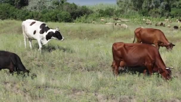 Rebaño de vacas en pastos — Vídeo de stock