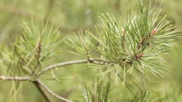 Swinging with pine branches in early spring morning. — Stock Video