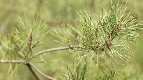 Oscillazione con rami di pino all'inizio della mattina di primavera . — Video Stock