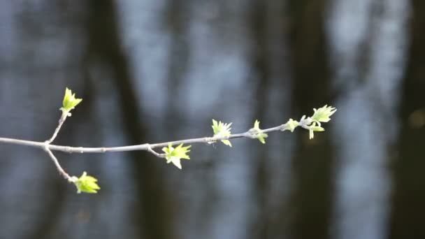 Folhas frescas em um galho em um fundo de água com reflexos em suas árvores — Vídeo de Stock