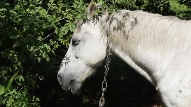 Kopf des weißen Pferdes im Gebüsch — Stockvideo