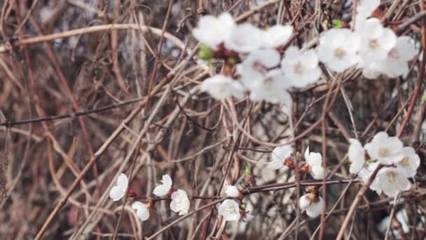 Rama con flores de cerezo en ramas viejas — Vídeos de Stock