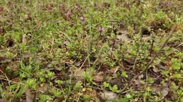 Hierba verde joven y flores raras y hojas caídas — Vídeos de Stock