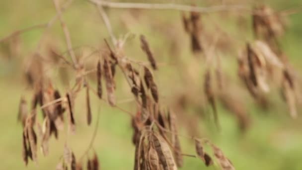 Dried fruits locust early spring — Stock Video