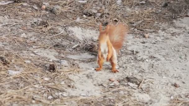 Junges Eichhörnchen setzt sich auf die Hinterbeine und springt — Stockvideo