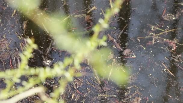 Young willow branch on a background of stagnant water marshes — Stock Video