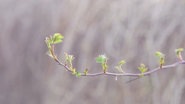 Rama de primavera de frambuesas en ramas viejas — Vídeos de Stock