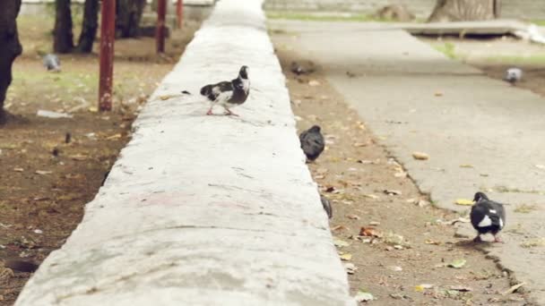 Des pigeons sauvages parcourent la terre — Video