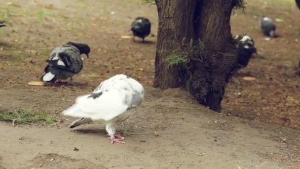 Білий голуб серед голубів у темряві шукає їжу — стокове відео