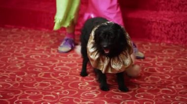 köpek iyi giyimli iki