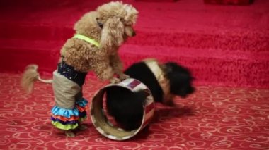 köpek iyi giyimli iki