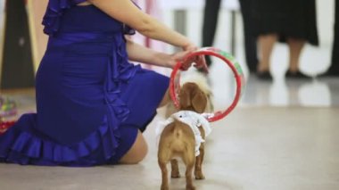 Eğitimli köpekler