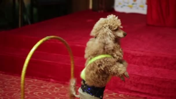 Poodle passes through arches — Stock Video