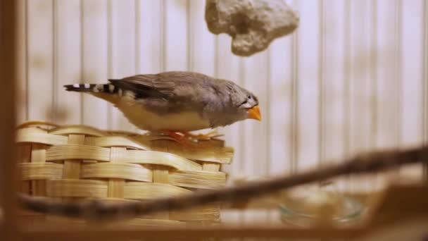 Finch i en bur — Stockvideo