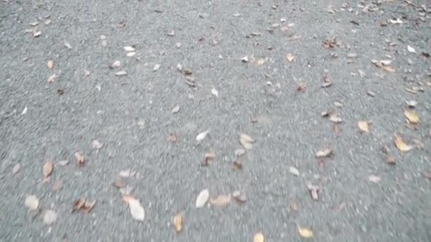 Route des décombres dans le parc et feuilles tombées — Video