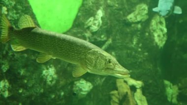 Akvaryumdaki Pike esox lucius