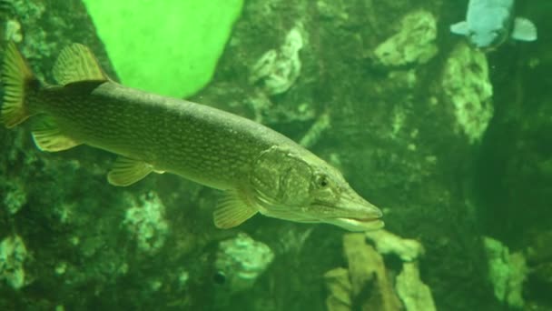 Common pike esox lucius in aquarium — Stock Video