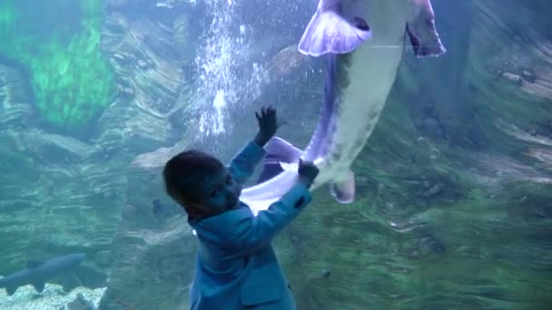 Um menino de casaco olha e toca uma beluga — Vídeo de Stock