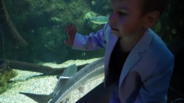 Το αγόρι με το σακάκι κοιτάζει τα ψάρια. — Αρχείο Βίντεο