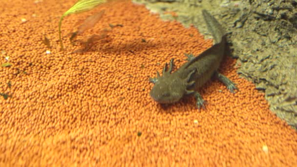 Axolotl Ambistwasher Larve in Aquarium — Stockvideo