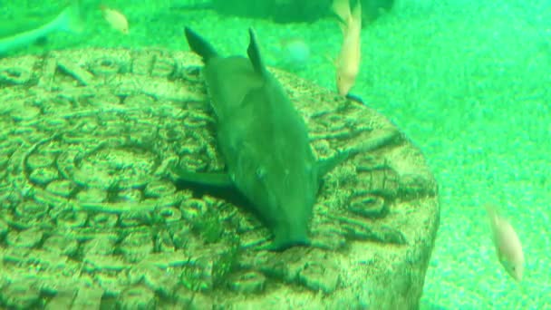 Small-toothed saw-bit in oceanarium — Stock Video