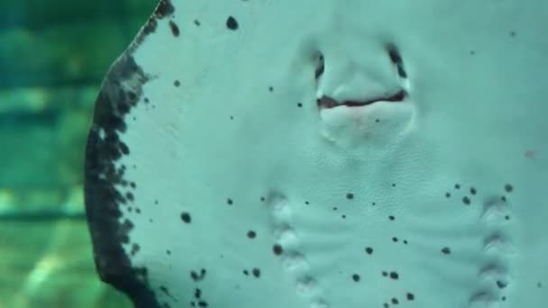 Stingray underside and gills in aquarium — Stock Video