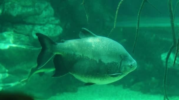 Brown pacu from the piranha subfamily of the haracin family or of the piranha family in aquarium — Stock Video