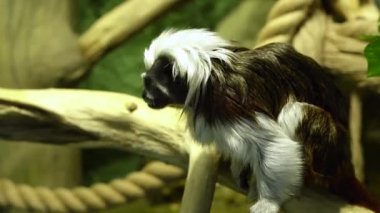 Tamarin Gralla siyah sırtlı tamarinin bir alt türüdür.