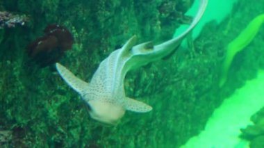 Zebra köpekbalığı familyasının tek türü.