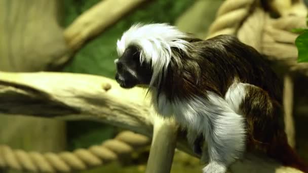 Tamarin Gralla is a subspecies of the black-backed tamarin — Stock Video