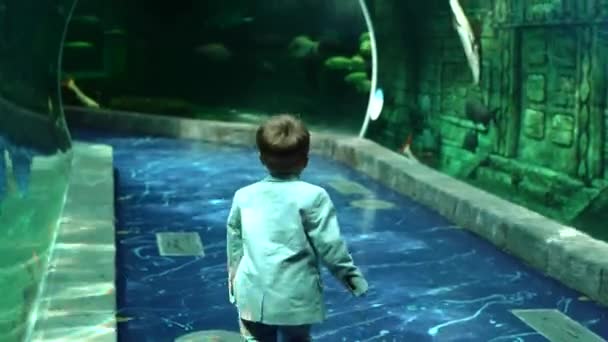 Chlapec v bundě vypadá sumec šaría samec v akváriu — Stock video