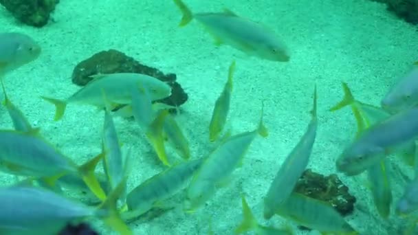 Maquereau famille de poissons marins à nageoires rayées dans un aquarium — Video