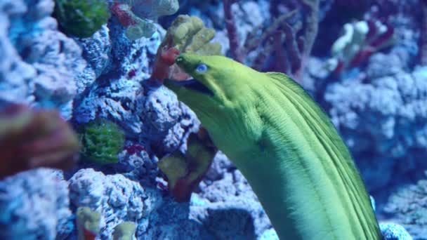 Enguia-moray-verde do género de peixes actinopterígeos — Vídeo de Stock