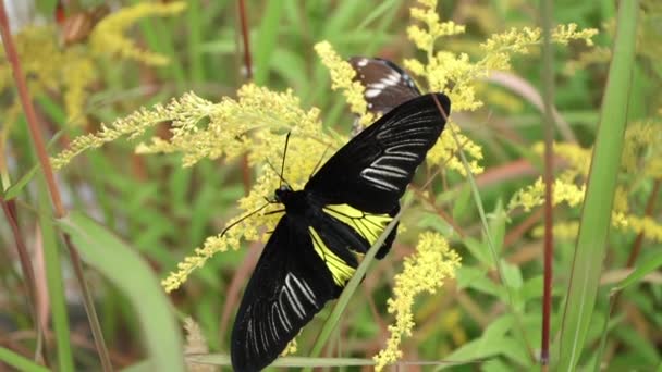 Troides cinsinden Diurnal Kelebek — Stok video