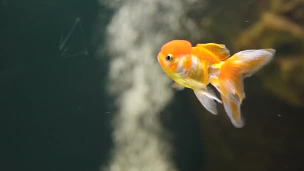 Humpbacked goldfish in aquarium — Stock Video