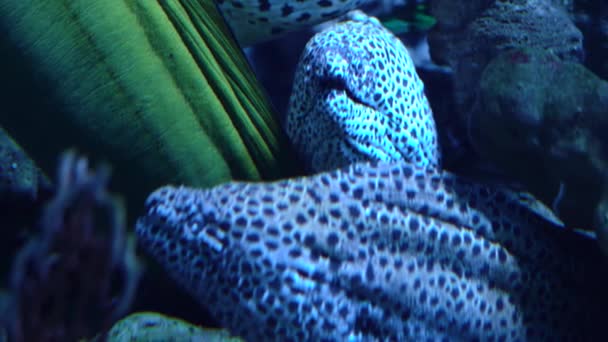 Anguila morena leopardo Gymnothorax — Vídeo de stock