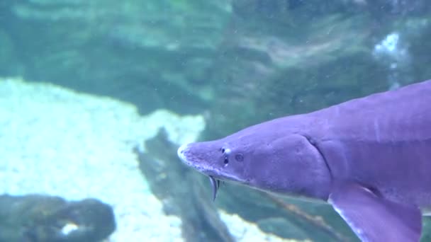 Beluga in een groot transparant oceanarium — Stockvideo
