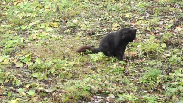 Чорний пухнастий кіт лиже губи — стокове відео