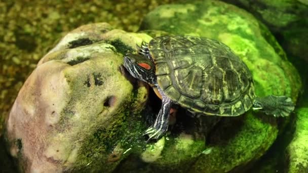 Rotohr-Wasserschildkröte auf den Felsen — Stockvideo