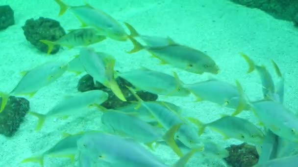 Caballa familia de peces marinos con aletas radiadas en un acuario — Vídeos de Stock