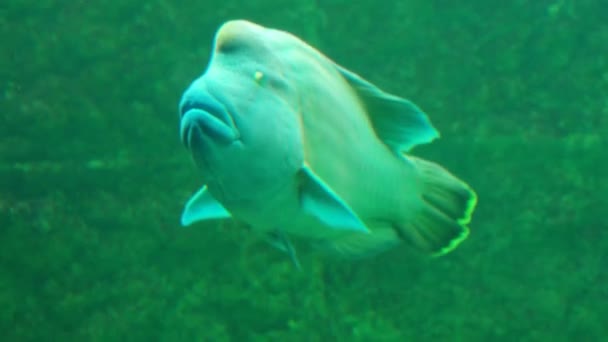 Wrasses del género ray-finned fish — Vídeos de Stock